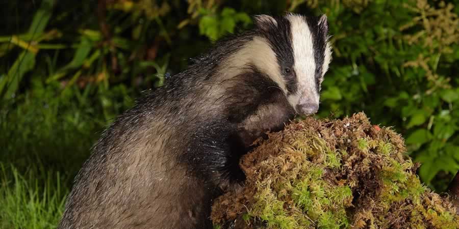 Badger leaning on moss covered tree stump