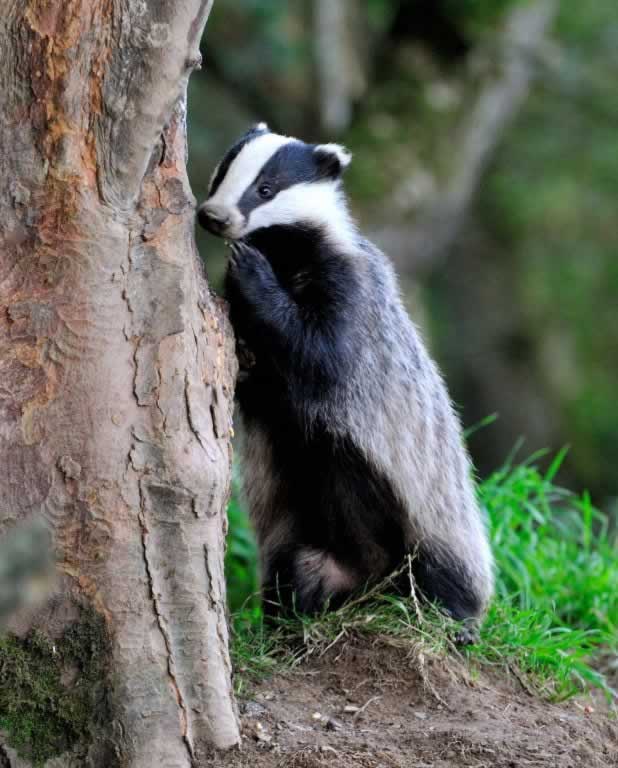Badger Standing