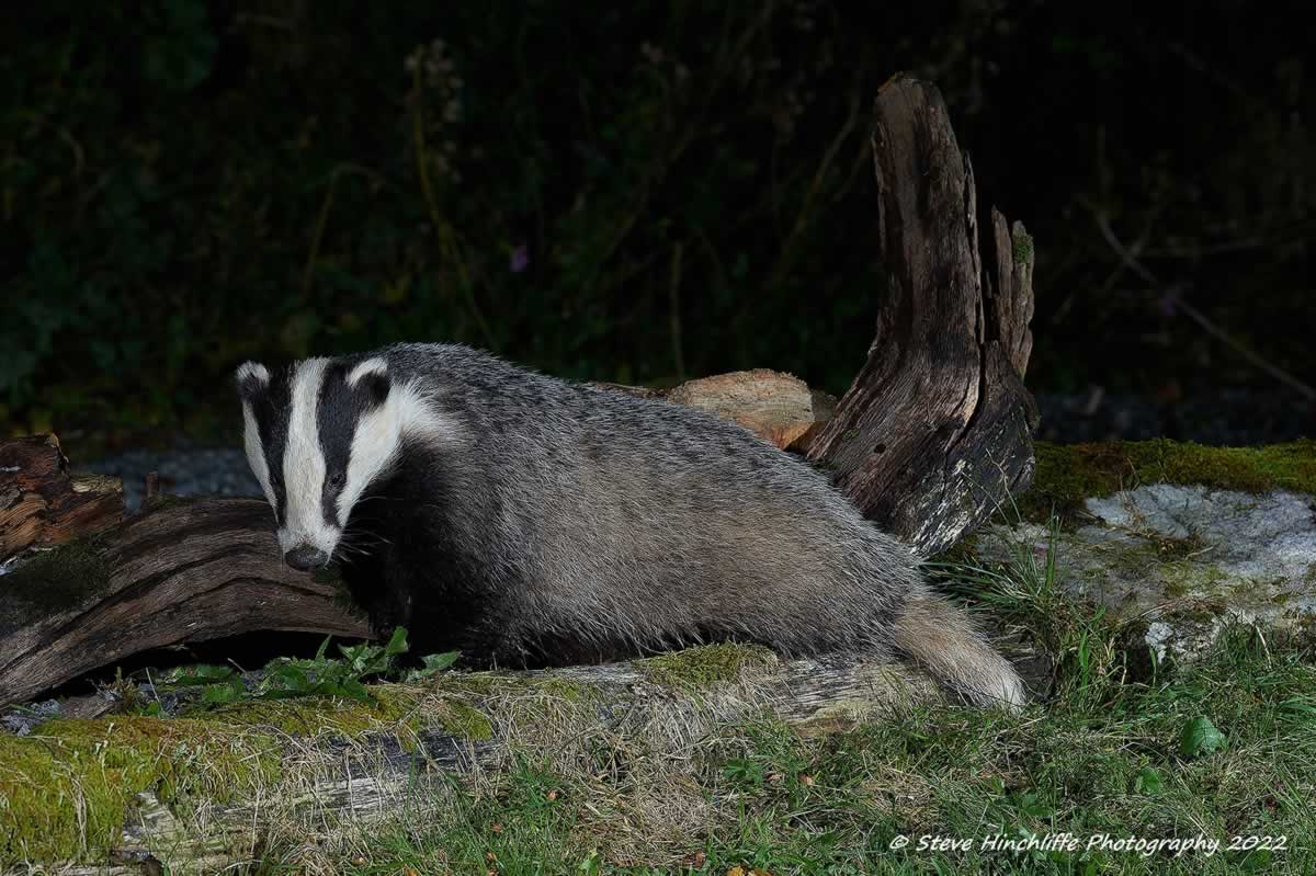 Badger on Tree Stump