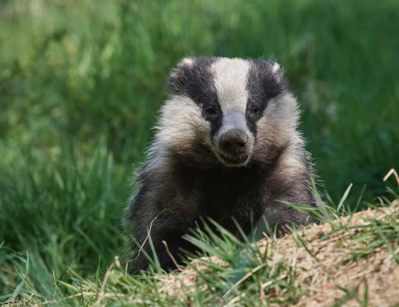 Badger